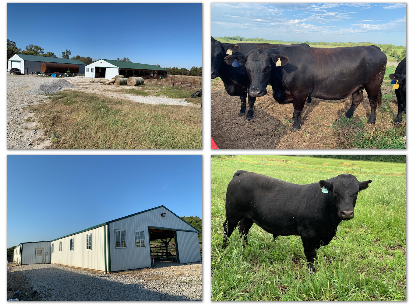 Angus Media Web Services